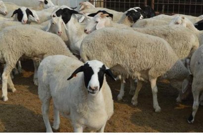 怎么利用秸稈做成飼料喂羊？