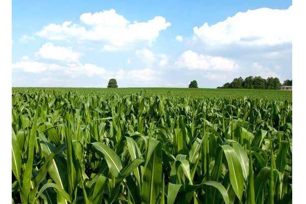 玉米秸稈青貯飼料怎么加工