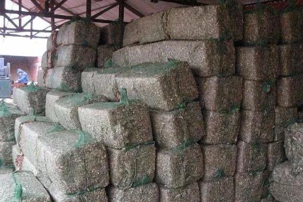 玉米秸稈壓塊飼料怎么加工