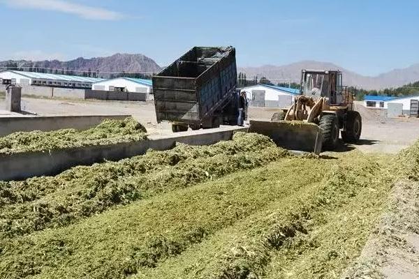 玉米秸稈發(fā)酵需要注意什么