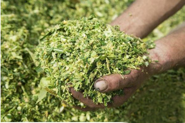 青貯發(fā)酵的玉米秸稈可以喂養(yǎng)兔子嗎