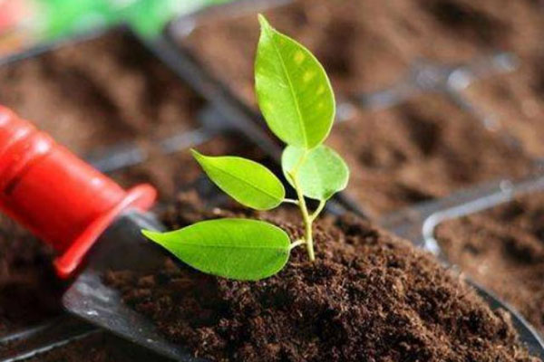 豬糞有機肥如何使用？