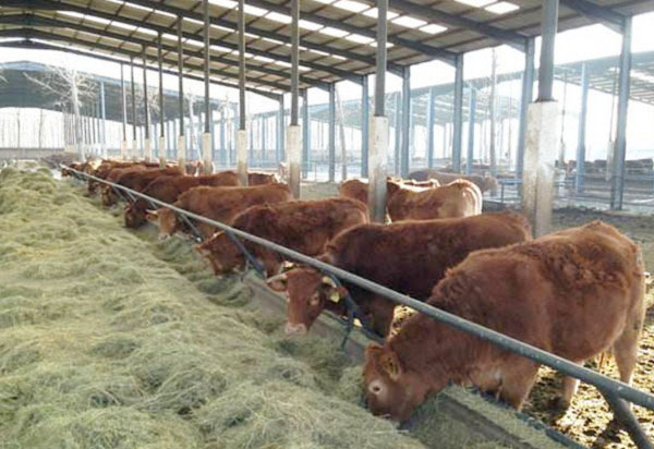 牛糞有機肥如何使用？