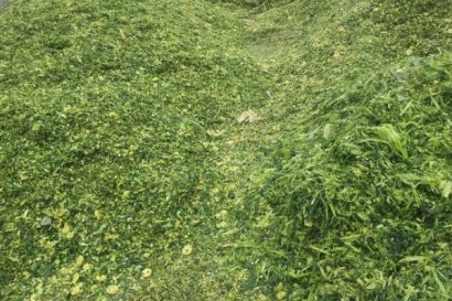 如何使用青貯玉米秸稈喂牛？