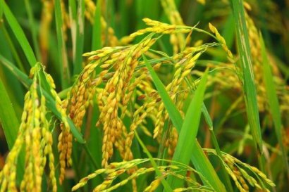 水稻秸稈能用來做什么？