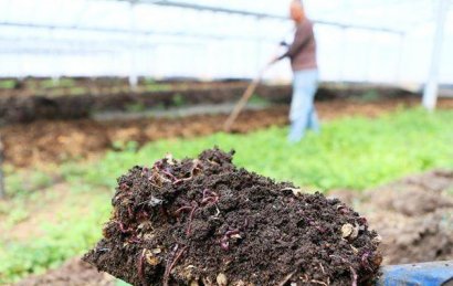 雞糞發(fā)酵有機(jī)肥技術(shù)及優(yōu)勢