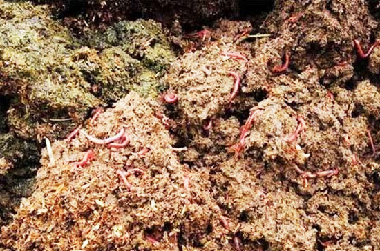 豬糞有機肥發酵過程如何不發臭？