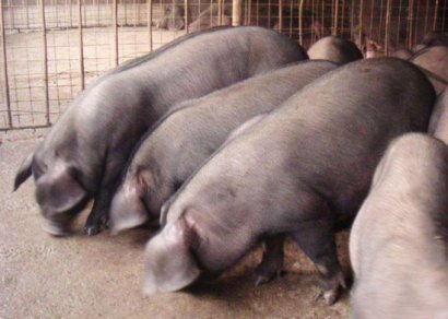 如何用豬糞發(fā)酵劑發(fā)酵豬糞呢