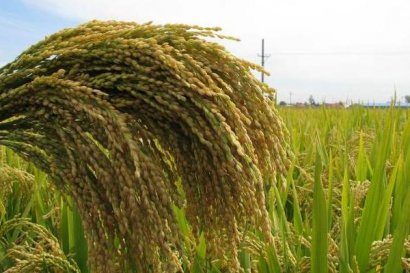 水稻秸稈發酵技術