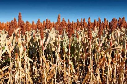 高梁秸稈的用途