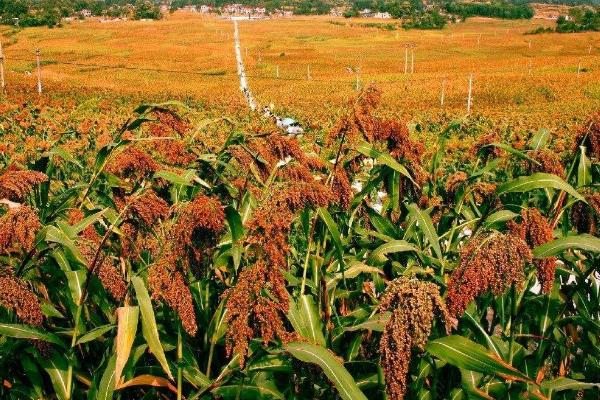 高粱秸稈可以做飼料嗎