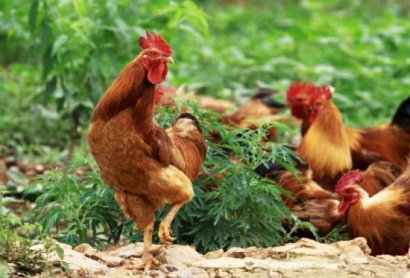 雞糞發(fā)酵有機(jī)肥的制作方法