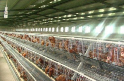 在雞糞堆肥發(fā)酵制作有機(jī)肥過程中如何提高發(fā)酵