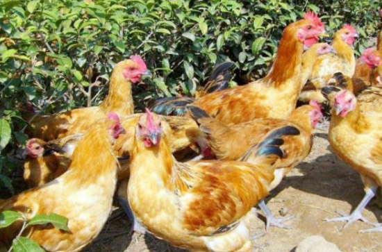 怎樣處理雞糞才能做肥料使用