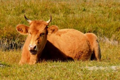 發酵后的高梁秸稈可以喂牛嗎？