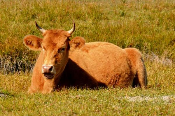 發(fā)酵后的高粱秸稈可以喂牛嗎