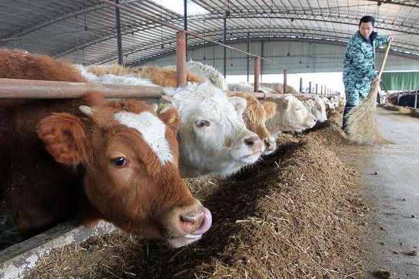 秸稈發酵喂牛與不發酵的區別