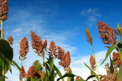 高粱秸稈發酵步驟