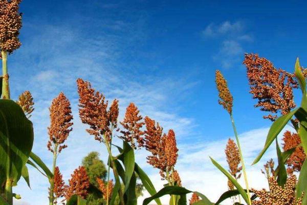 高粱秸稈發酵步驟