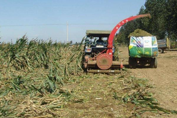 高粱秸稈利用價值