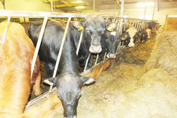 自然發(fā)酵牛糞生產(chǎn)有機(jī)肥需要多長(zhǎng)時(shí)間？