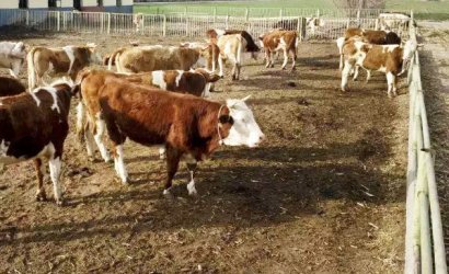 自然發(fā)酵牛糞生產(chǎn)有機肥需要多長時間？