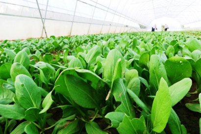 牛糞發(fā)酵制有機(jī)肥的方法及常見問題