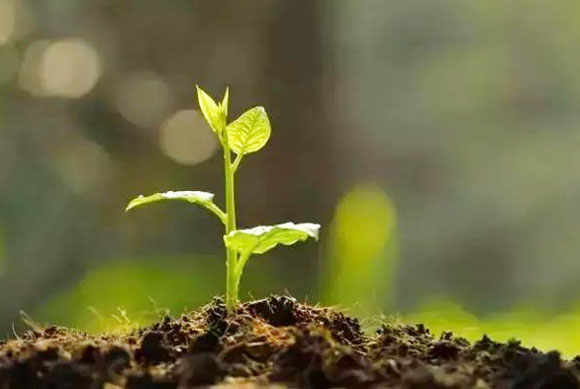 生物有機肥料施用后都有哪些作用