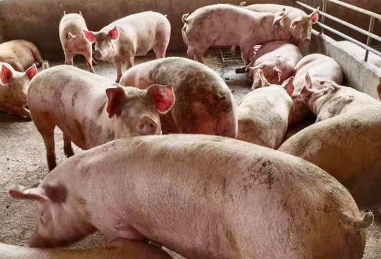 常用的幾種豬糞處理方式？