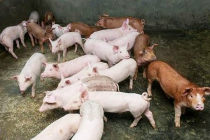 豬場糞肥利用的方式都有哪些？