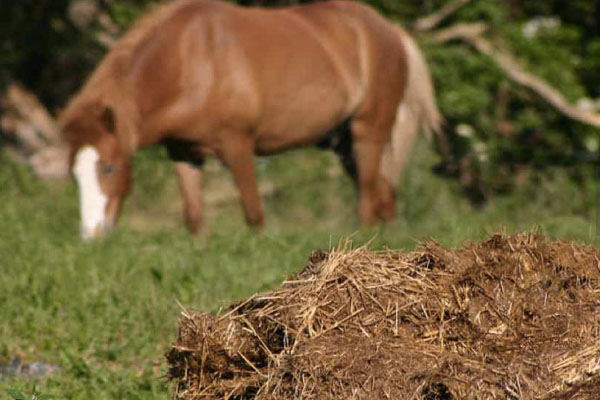 馬糞發(fā)酵制作有機肥的方法