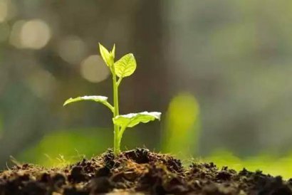 使用幾噸牛糞可以生產(chǎn)一噸牛糞有機肥？