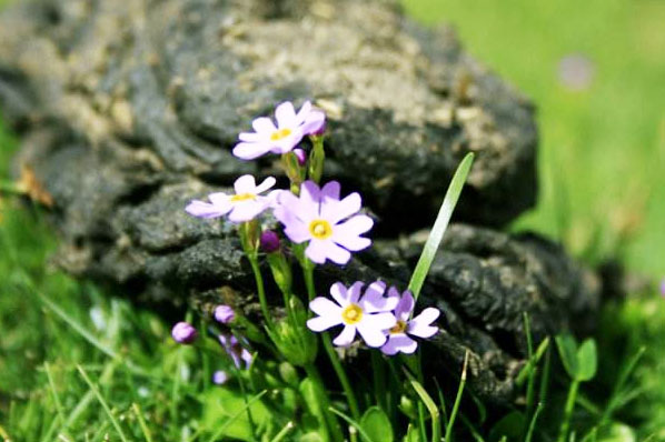 使用幾噸牛糞可以生產(chǎn)一噸牛糞有機(jī)肥？