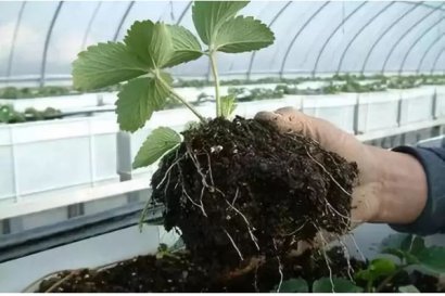 使用幾噸雞糞可以生產(chǎn)一噸雞糞有機肥？