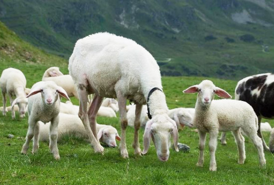 羊糞堆肥發(fā)酵制作有機(jī)肥的方法？