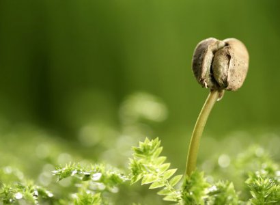 雞糞堆肥發酵生產有機肥的方法，需要經過哪些