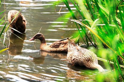養鴨場的鴨糞處理方法：好氧型堆肥發酵處理