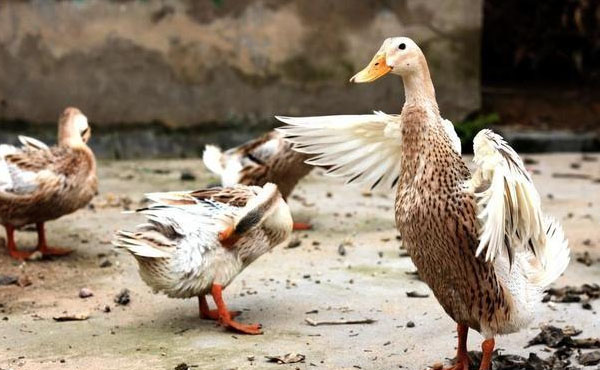 養鴨場的鴨糞處理方法：厭氧型堆肥發酵處理