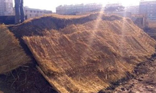 雞糞怎么發酵？雞糞有機肥發酵的具體方法步驟